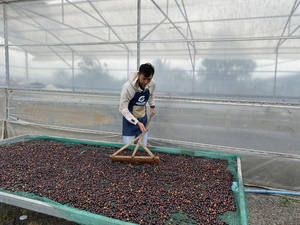 Sac de jute de 40 kg de grains de café vert Robusta du Vietnam, spécialité Robusta de qualité supérieure, traitement naturel anaérobie - Product Image 5