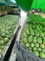 Hoge kwaliteit zaadloze watermeloen – rechtstreeks van Vietnamese boerderijen, zoet en sappig, ideaal voor groothandelskopers