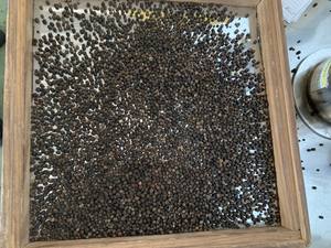 Pimienta Negra Seca Cruda de Alta Calidad AD, Redonda de 5 mm, Bolsa de 1000 kg, Marca Agrikim de Binh Phuoc, Lista para Enviar +84399521266 - Product Image 4