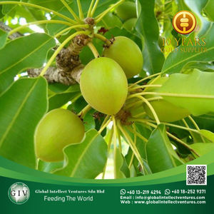 เนยเชียออร์แกนิคแบบไม่ผ่านการกลั่น จำหน่ายส่ง วัตถุดิบเนยเชียแอฟริกันสำหรับเครื่องสำอาง - Product Image 3