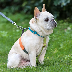 Adjustable Nylon Dog Harness Teal Orange Green Buckle Closure Simple Style for Medium Dogs - Product Image 2