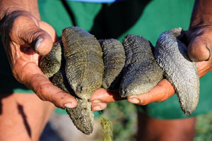 Pepino de mar negro de primera calidad / Pescado seco limpio sin arena ni impurezas para suministro a restaurantes, exportación a granel de calidad - Product Image 2