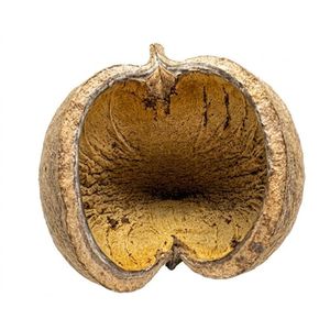 Vainas de Buda Secas Naturales (PEQUEÑAS) para Acuarios y Peceras - Product Image 1