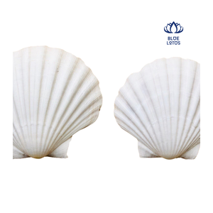 Coquilles de palourde entières en vrac pour aquariums et habitats marins - Product Image 1