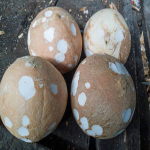 Noix de coco entières sèches indiennes de qualité supérieure pour la production d'huile de coco, la fabrication d'ingrédients alimentaires et la vente en gros internationale - Product Image 6