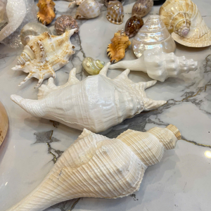 Natural Polished <b>Abalone</b> <b>Shell</b> From Vietnam For Creative Gourmet Recipes And Adding Rustic Table Color 99 Gold Data - Product Image 2