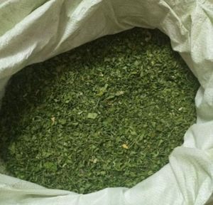 Hojas de Moringa Cultivadas Orgánicamente, Producto Natural para el Bienestar, Venta al Por Mayor en Grandes Cantidades, Componente Herbal de Primera Calidad - Product Image 2