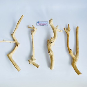 Escondite para pájaros de cáscara de coco natural con percha de madera, juguete ecológico para aves hecho en Vietnam - Product Image 4
