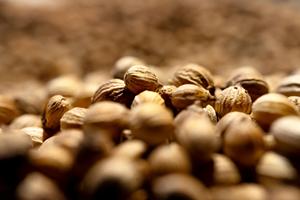 Semi di Coriandolo Naturali Essiccati Interi, Spezie <span class=keywords><strong>Aromatiche</strong></span>, <span class=keywords><strong>Erbe</strong></span> Culinarie, Condimento per Lavorazione Alimentare dal Gujarat, India, di Meadowfarm - Product Image 2