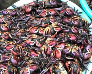Produit de la mer fermenté prêt à consommer, qualité export, 500g, pot PET, crabe mariné, crabe salé en conserve, longue durée de conservation - Product Image 2