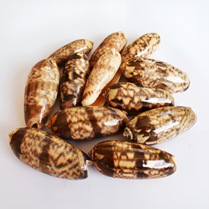 Fournisseur direct de décorations de fête tropicales en coquillages de mer premium du Vietnam, prix direct, coquillages bruts. - Product Image 1