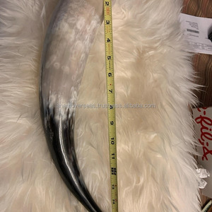 Par de decoración minimalista de cuerno largo | Cuernos de vaca pulidos naturales para interiores modernos de granja - Product Image 4