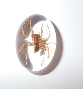 Araña Fantasma, Espécimen Real, Cabujón de Plástico Ovalado de 18x25 mm, Base Plana Transparente para Manualidades y Joyería - Product Image 5