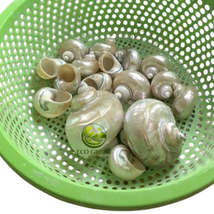 Coquilles turbo naturelles irisées polies pour la décoration d'aquariums, remplacement de coquilles de crabe ermite, art et artisanat côtiers - Product Image 6