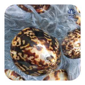 Concha de Limpet de Gran Tamaño, Concha Natural del Océano para Decoración de Acuarios, Manualidades y Elaboración de Regalos - Product Image 1