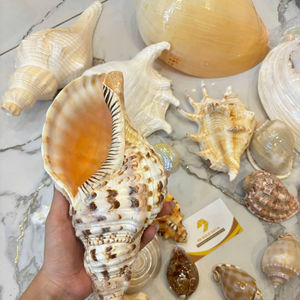 เปลือกหอยทะเลขนาดใหญ่ ของตกแต่งจากเปลือกหอยธรรมชาติ สำหรับตกแต่งบ้าน สวน ผลิตในเวียดนาม จำหน่ายส่ง - Product Image 1