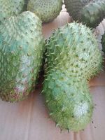 Vietnam Premium Zuurzak - Hoge Kwaliteit, Natuurlijk Zoet, Competitieve Prijs, Rijk aan Vitamine C // Mr. Tom