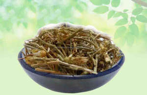 Leucas Cephalotes Dronpushpi Panchang Guma Thumbai Dronapushpi Panchang Herbes brutes séchées Vente en gros Extrait de plante Produit à base de plantes - Product Image 3