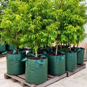 High Quality 100L HDPE <b>Planter</b> Bag 4 Handles UV Resistant Grow Bag with Drainage Holes <b>for</b> Nursery Farm Garden Plants - Product Image 6
