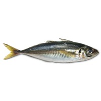 Maquereau entier IQF de qualité supérieure, produits de la mer surgelés en vrac, qualité export, certifié HACCP pour importateurs et grossistes de produits de la mer