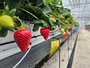 ARAVA Pro Bloc de Fibres de Coco Écologique pour Cultures de Fraises, Tomates, Poivrons, Concombres en Serres au Canada - Product Image 6