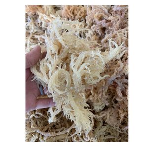 สาหร่ายทะเลคอตตอนนี ออร์แกนิคดิบจากเวียดนาม สำหรับส่วนผสมอาหาร การกระจายตัว และตลาดส่งออก - Product Image 3