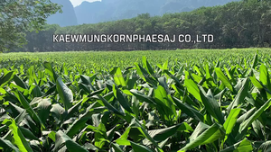 KMP Brand Thai Curcuma Finger Rhizome 7% Curcuminoid Herbe de culture sauvage de haute qualité Vente de Finger Curcuma Thaïlande - Product Image 6