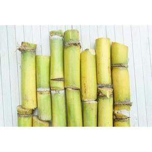 Cañas de Caña de Azúcar Frescas al por Mayor para Bares de Jugos, Procesamiento de Alimentos y Suministro Agrícola - Product Image 3