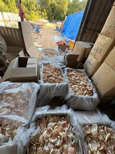 BEST SELLER Natural Dried <b>Crab</b> Shell Wedding Party Restaurant Table Decor Clean Durable VietDelta CO. LTD 2 Year Shelf Life Binh - Product Image 2