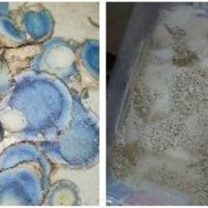 Poudre de curcuma noir de qualité supérieure, riche en bienfaits naturels à base de plantes pour les soins des articulations, le bien-être, la nutrition et la santé traditionnelle - Product Image 4