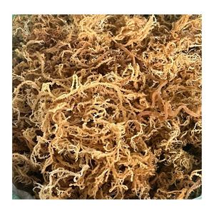 EN TENDENCIA: Musgo Marino Seco para Preparación de Bebidas y Ingredientes de Bar, Grado Alimenticio, para Espesar Alimentos - Product Image 6
