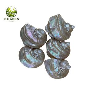 Large White Mother of Pearl Shell Natural Conch Shell for Home Decor Wedding Display Craft Jewelry Inlay Wholesale Vietnam - Product Image 1