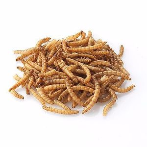 Gusanos de harina amarillos secos de primera calidad, 100% naturales, sin OMG, alimento rico en proteínas para aves, gallos de pelea, peces, reptiles y mascotas pequeñas - Product Image 4