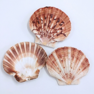 Conchas Marinas Naturales Rosa Festoneadas y Perlas para Decoración del Hogar, Confeti para Bodas, Manualidades, Fabricación de Joyería, Suministro a Granel, Conifer Handmades - Product Image 1