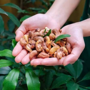 Nueces de cacho de tigre tostadas y saladas de Vietnam A180 A240 con cáscara, grado de exportación OEM ODM, envasadas al vacío para suministro global - Product Image 5