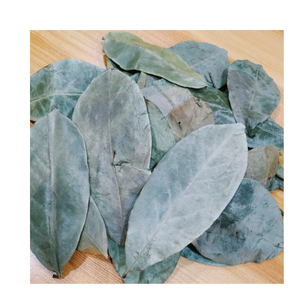 Bulk Packaging Dried Soursop Leaves for Herbal <b>Tea</b> Production Natural Graviola Leaves Export Supplier Competitive Price - Product Image 4