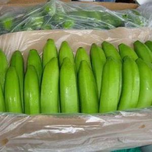 Plátanos Cavendish Ecológicos de Alta Calidad, Fruta Fresca Verde y Amarilla Lista para Comer - Product Image 2