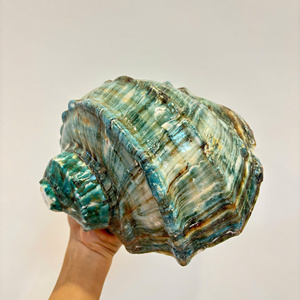 เปลือกหอยสังข์ยักษ์ขัดเงาแบบช่างฝีมือ: เปลือกหอยสังข์สีเขียวเทอร์โบมาร์มาราตัส |   เปลือกหอยมุกธรรมชาติขนาดใหญ่ สำหรับของขวัญและของตกแต่ง - Product Image 3
