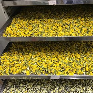 Botones de Té de Crisantemo Secos de Alta Calidad para Momentos de Tranquilidad - Product Image 5