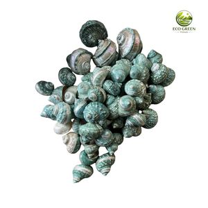 Coquilles de nacre naturelles polies, écologiques et durables, pour la décoration de la maison, thème nautique, plage, artisanat DIY - Product Image 1