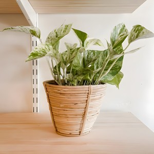 Maceta de ratán natural de Vietnam, accesorio de decoración para el hogar, macetas de la más alta calidad - Product Image 3