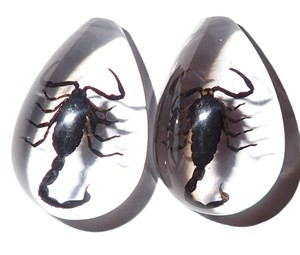 Cabochon Black Scorpion Real Specimen Pear Shape cut <b>top</b> 33x22 mm Clear Flat Bottom for Crafts and Jewelry Making - Product Image 2