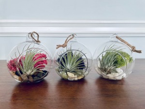 Terrarium suspendu en verre rond pour plantes d'intérieur, succulentes, mousse, décoration de la maison, présentation en vitrine et aménagement de jardin, provenant d'Inde - Product Image 2