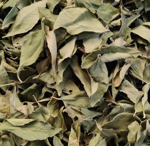 Hojas de Curry Secas Naturales Aromáticas (Kadi Patta) - 100% Puras, Certificadas por FSSAI - Product Image 2