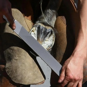Raspador y Lima de Pezuñas Doble Cara de Acero Inoxidable Dorado para Caballos, Vacas, Burros, Cabras - Herramienta de Herrador Equino - Product Image 6