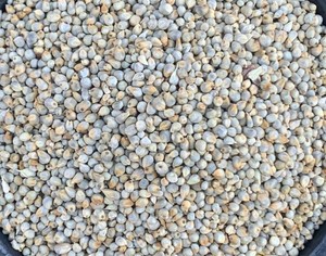 Millet entier indien séché, riche en protéines, non glutineux, pour l'alimentation animale – Fournisseur et exportateur en gros de graines - Product Image 5