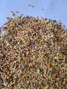 Haricot moong Kyaari de qualité inférieure, frais, décortiqué, riche en protéines, 30 kg, approvisionnement en vrac, durée de conservation de 12 mois, pour l'alimentation animale - Product Image 3