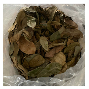 Hojas de Graviola de Alta Calidad para la Producción de Té de Hierbas, Mezcla de Bebidas, Procesamiento de Ingredientes y Compradores Internacionales - Product Image 1