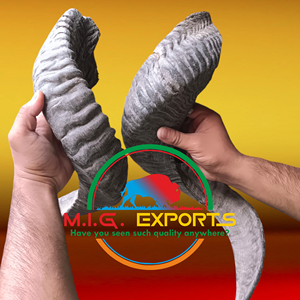 Cuerno de oveja/cuerno de carnero - Product Image 3