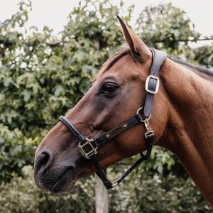 Cabestro de cuero para caballo, tipo polo, de diseño resistente para entrenamiento, manejo, control y uso diario en el cuidado ecuestre. - Product Image 2